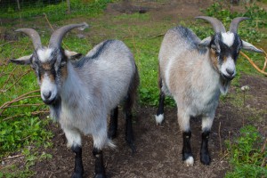 Two goats for Yom Kippur