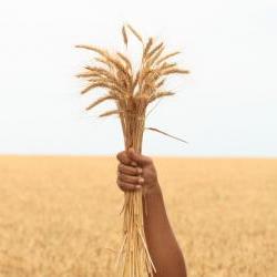 Handing holding barley stalks